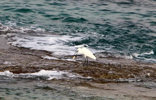 kuş Kuzey İsrail'Akdeniz kıyısında 