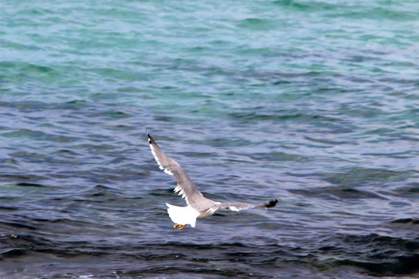 Vogel Oevers Van Middellandse Zee Noord Israël — Stockfoto