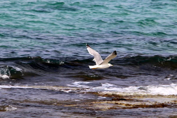Bird Shores Mediterranean Northern Israel — Stock Photo, Image