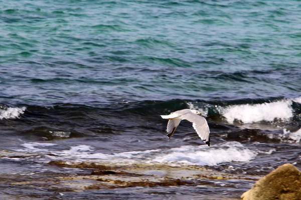 Oiseau Sur Les Rives Méditerranée Dans Nord Israël — Photo