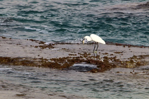 kuş Kuzey İsrail'Akdeniz kıyısında 