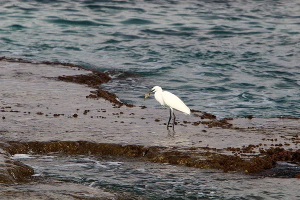 Bird Shores Mediterranean Northern Israel — Stock Photo, Image