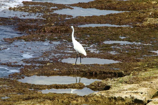 イスラエル北部の地中海のほとりに鳥 — ストック写真