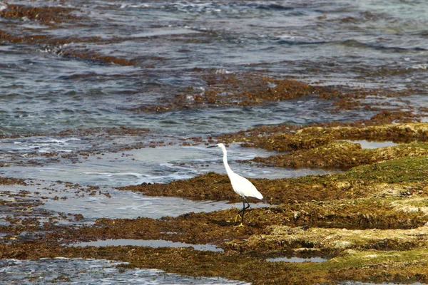 Pássaro Nas Margens Mediterrâneo Norte Israel — Fotografia de Stock