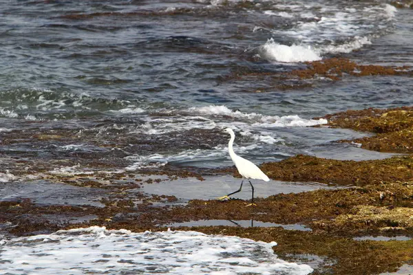 Pássaro Nas Margens Mediterrâneo Norte Israel — Fotografia de Stock