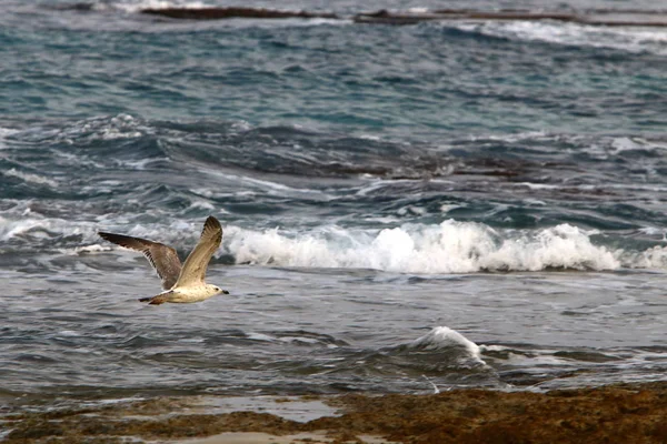 Oiseau Sur Les Rives Méditerranée Dans Nord Israël — Photo