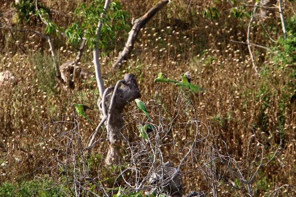 Uccello Seduto Ramo Albero — Foto Stock