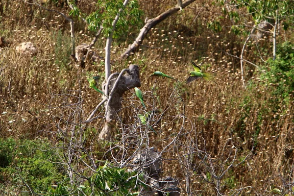 Oiseau Est Assis Sur Une Branche Arbre — Photo