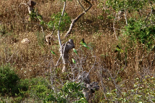 Bird Sitting Tree Branch — Stock Photo, Image