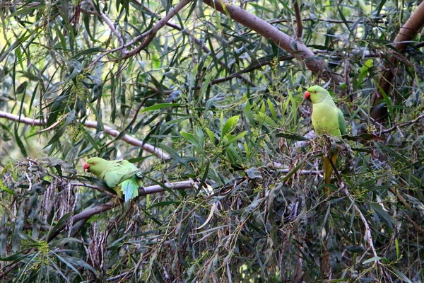 Pájaro Está Sentado Una Rama Árbol — Foto de Stock