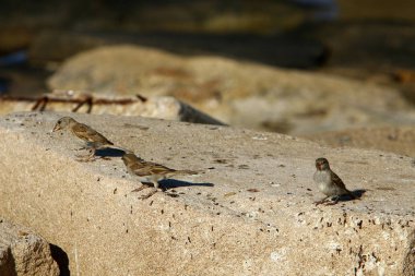 kuş büyük bir taş üzerinde oturuyor 