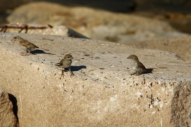 kuş büyük bir taş üzerinde oturuyor 