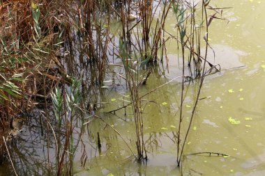 Kuzey İsrail kaplumbağalar yaşadığı bataklık bir yerde 
