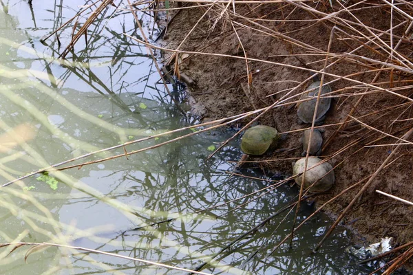 Een Moerassige Plaats Noord Israël Waar Schildpadden Leven — Stockfoto