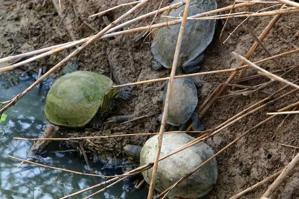 Болотистое Место Севере Израиля Живут Черепахи — стоковое фото