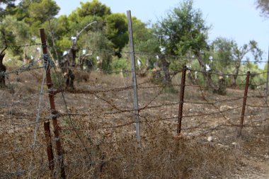 bitki ve çiçek çit büyüdü 