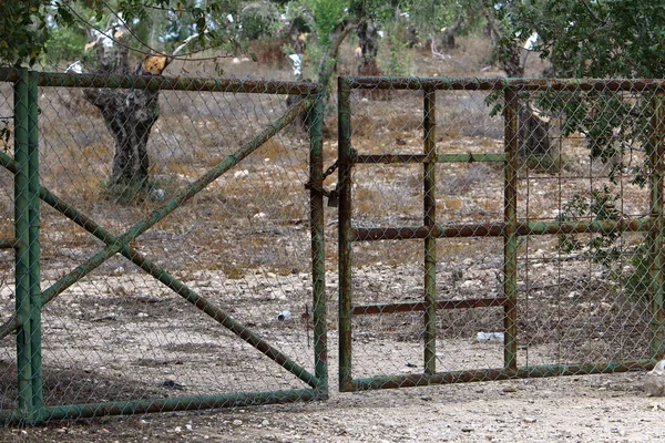 bitki ve çiçek çit büyüdü 