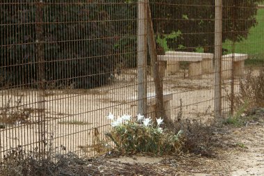 bitki ve çiçek çit büyüdü 