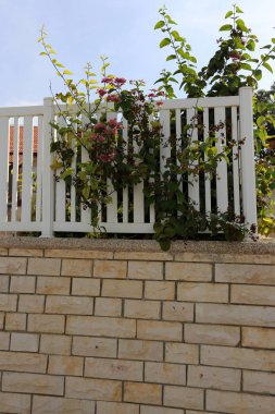 bitki ve çiçek çit büyüdü 