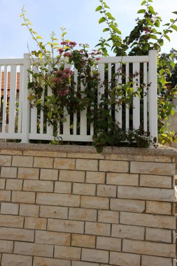 bitki ve çiçek çit büyüdü 