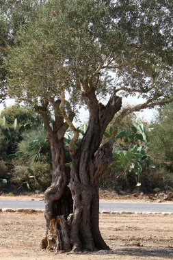 doku ve yapısı ahşap ve ahşap ürünleri 