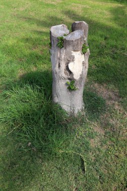 doku ve yapısı ahşap ve ahşap ürünleri 