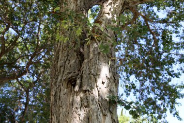 doku ve yapısı ahşap ve ahşap ürünleri 