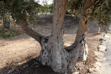 doku ve yapısı ahşap ve ahşap ürünleri 