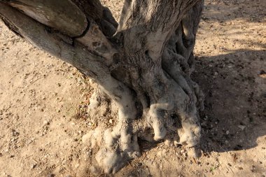 doku ve yapısı ahşap ve ahşap ürünleri 