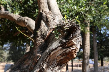 doku ve yapısı ahşap ve ahşap ürünleri 