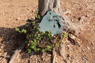 doku ve yapısı ahşap ve ahşap ürünleri 