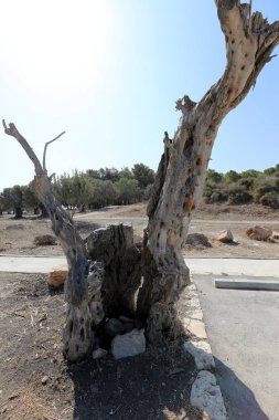 doku ve yapısı ahşap ve ahşap ürünleri 