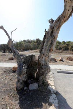 doku ve yapısı ahşap ve ahşap ürünleri 