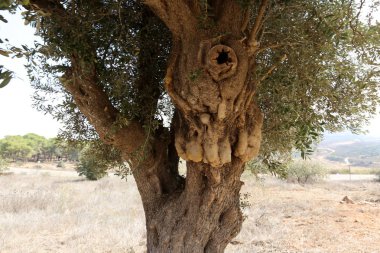 doku ve yapısı ahşap ve ahşap ürünleri 
