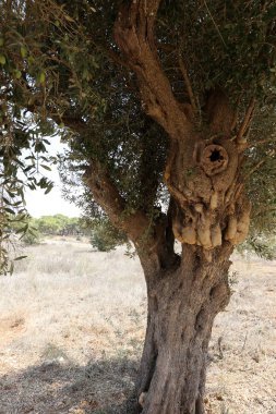 doku ve yapısı ahşap ve ahşap ürünleri 