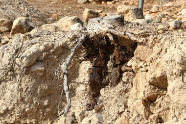 doku ve yapısı ahşap ve ahşap ürünleri 