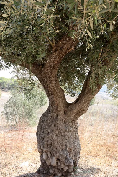 doku ve yapısı ahşap ve ahşap ürünleri 