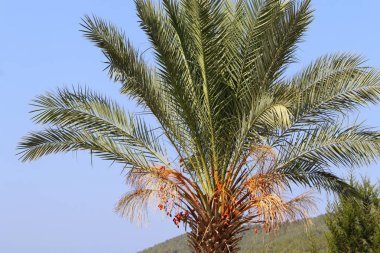 Sonbahar bitki ve çiçekler Kuzey İsrail 