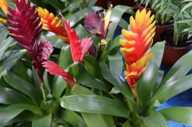 Sonbahar bitki ve çiçekler Kuzey İsrail 