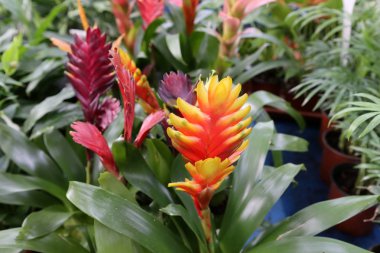 Sonbahar bitki ve çiçekler Kuzey İsrail 