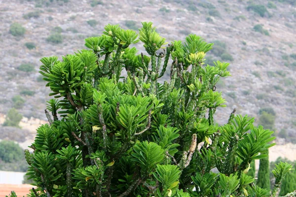 Hösten Växter Och Blommor Norra Israel — Stockfoto