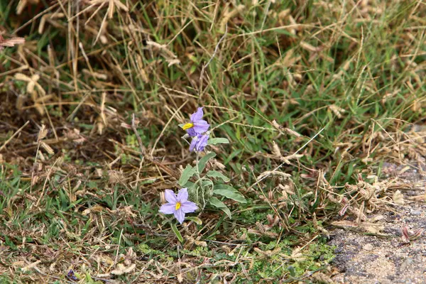 Piante Fiori Autunnali Nel Nord Israele — Foto Stock