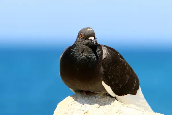 Dompté Pigeon Sauvage 5000 Ans — Photo