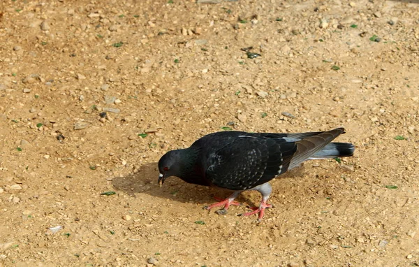 男調教野生ハト 5000 年以上も前 — ストック写真