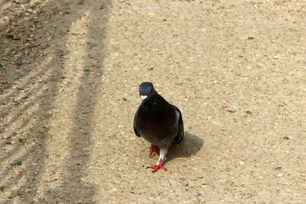 Homem Domou Pombo Selvagem Mais 5000 Anos — Fotografia de Stock