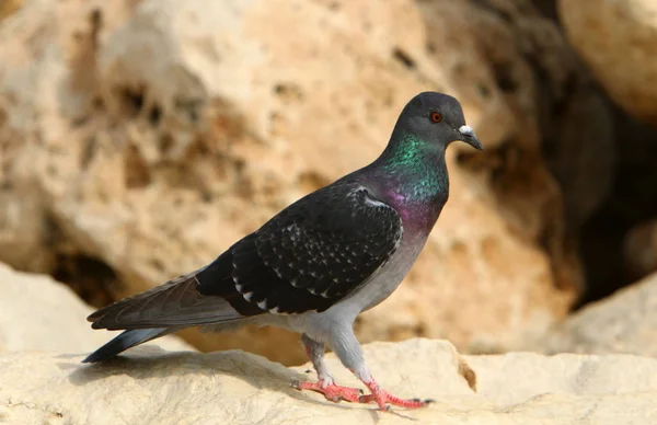 Homem Domou Pombo Selvagem Mais 5000 Anos — Fotografia de Stock