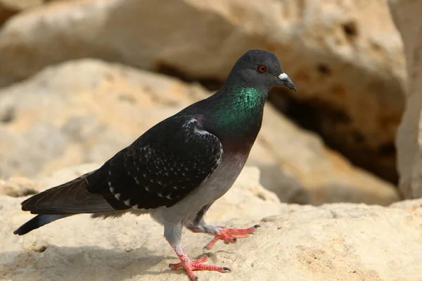 Man Getemd Wilde Duif Meer Dan 5000 Jaar Geleden — Stockfoto