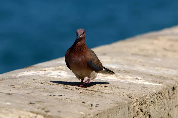 Dompté Pigeon Sauvage 5000 Ans — Photo