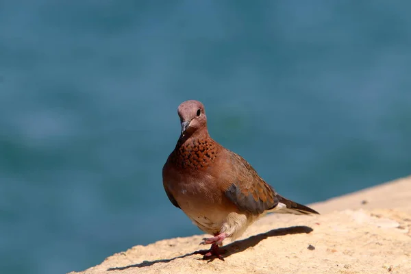 Homem Domou Pombo Selvagem Mais 5000 Anos — Fotografia de Stock