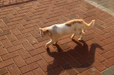 kedi predator kadrosu kedi ailesinin bir memeli olduğu. 